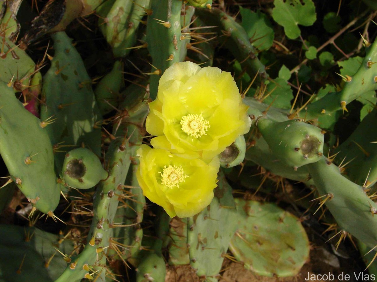 Opuntia dillenii (Ker Gawl.) Haw.